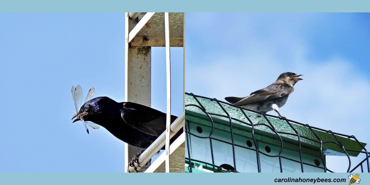 Purple Martins and plastic gourd nests images.