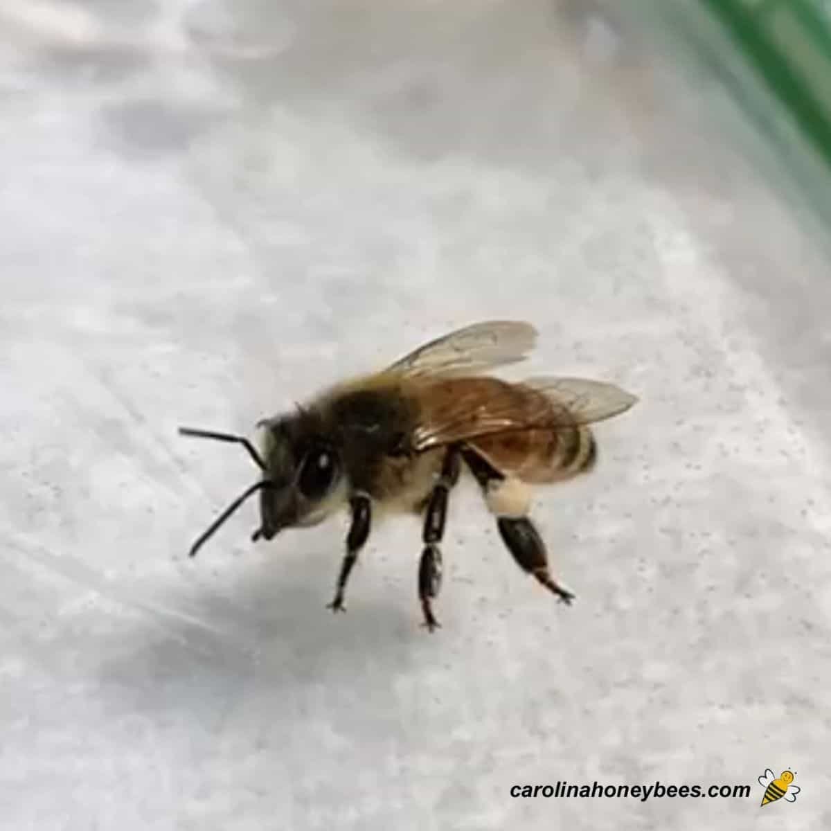 How to help revive a cold or wet bee • Save Bees