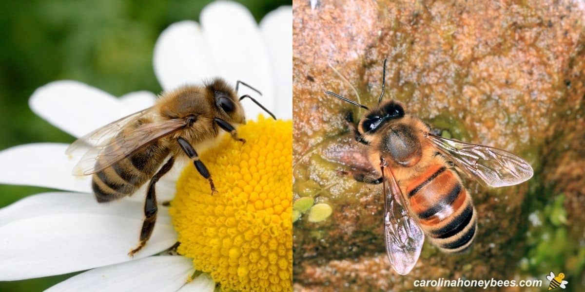 Types of Honey Bees - Carolina Honeybees