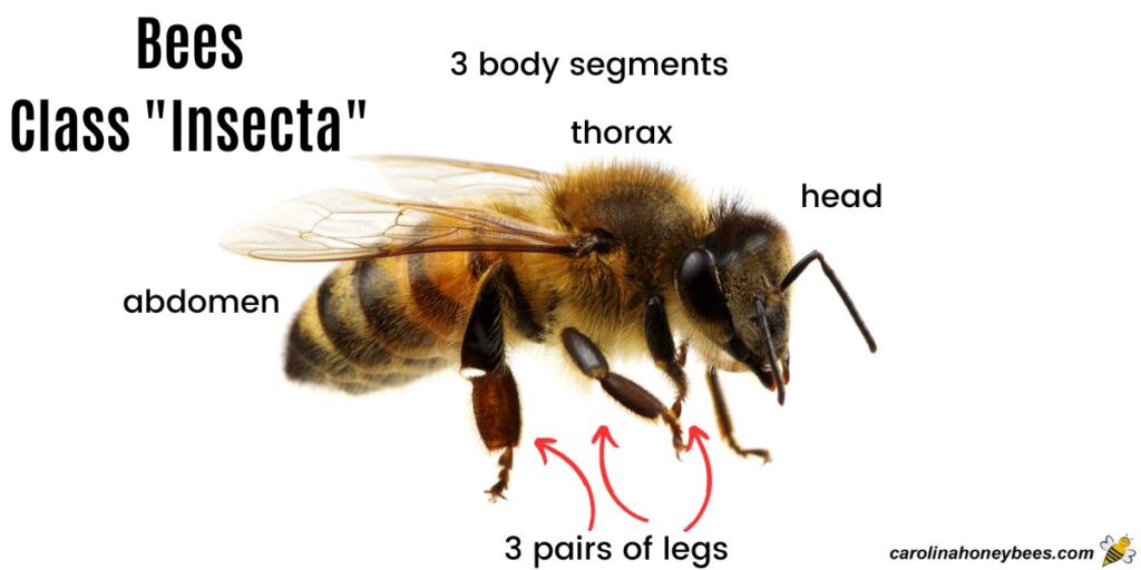 Honey Bee Biology Basics - FARAD's Species Pages