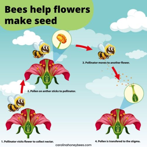 How Do Bees Help Flowers? Carolina Honeybees