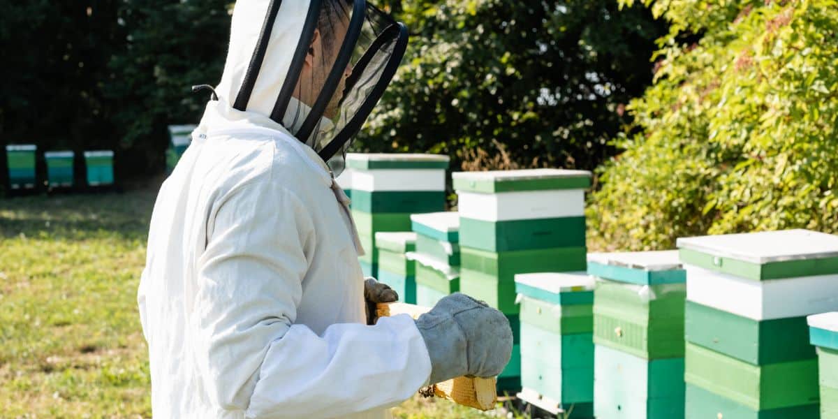 Number of beehives in one apiary.