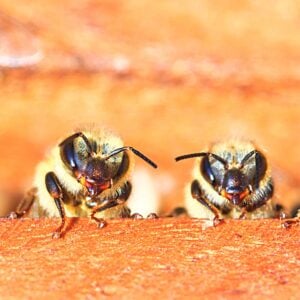 Honey bees looking out of hive.