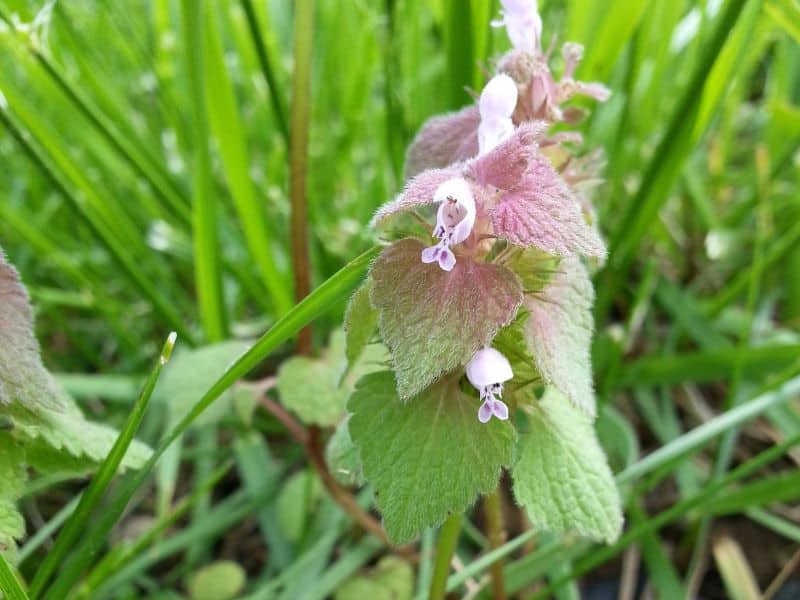 Purple dead nettle plants in bloom an early source of food for bees.