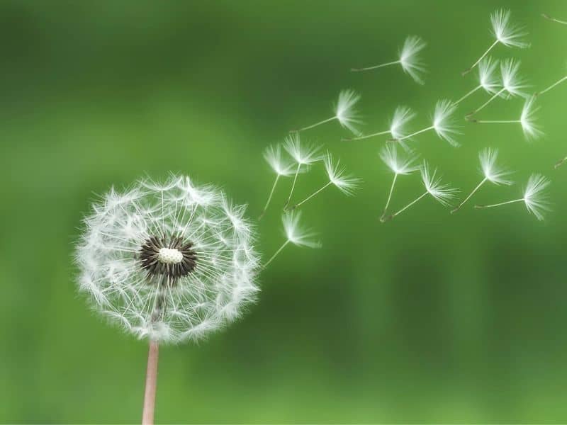 White seed head of dandelion plant image.