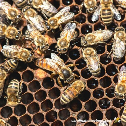 How to Buy Bees for Your Hive Carolina Honeybees