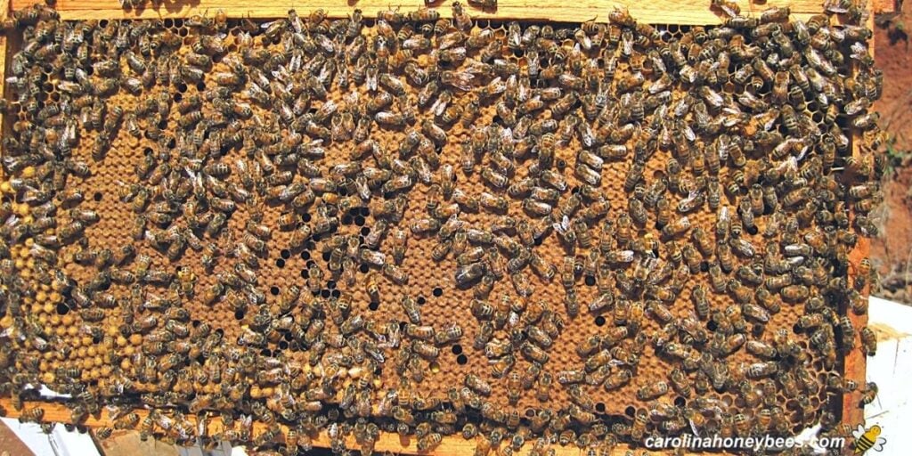 Bee Eggs in the Hive Spotting Problems Carolina Honeybees