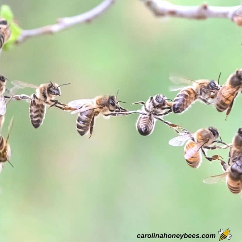 Honey bees holding on to each other to accomplish a task.