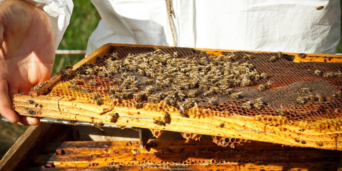 Resources available to help SC beekeepers maximize sales