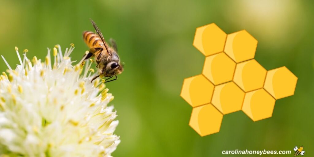 Why Honey Bees Use Hexagons? Carolina Honeybees