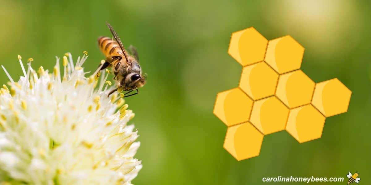 Bee gathering nectar . Diagram of hexagonal shaped cells no wasted areas.