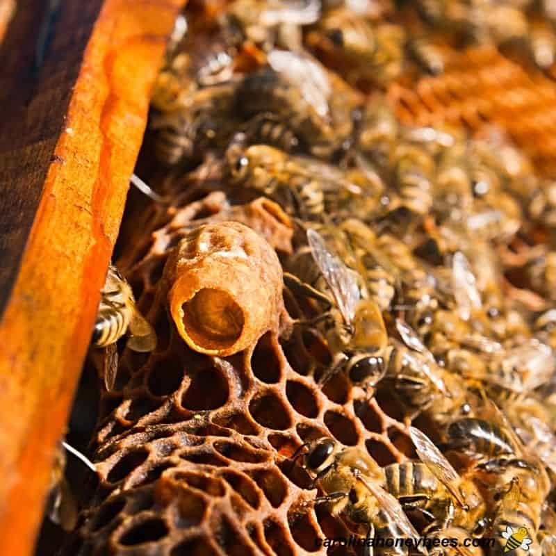 Bee colony making new queen cell to replace one killed.