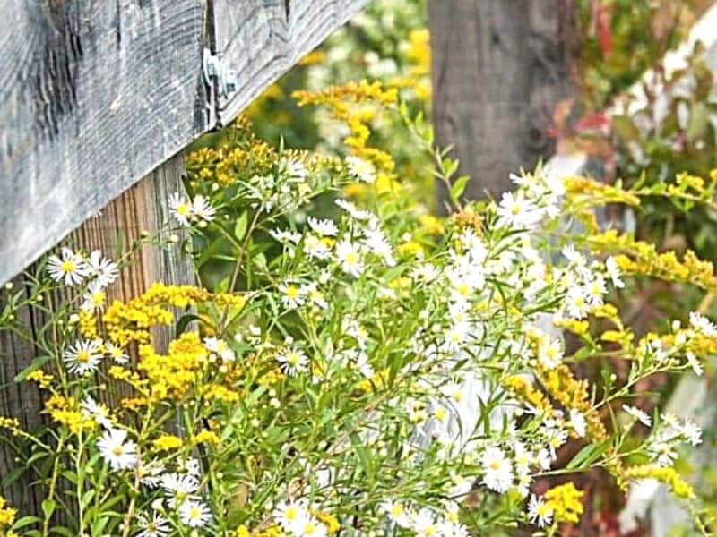 Top Must Have Wildflowers for Bees- Carolina Honeybees