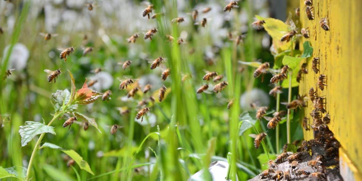 The Honey Flow Nectar Abundance Carolina Honeybees