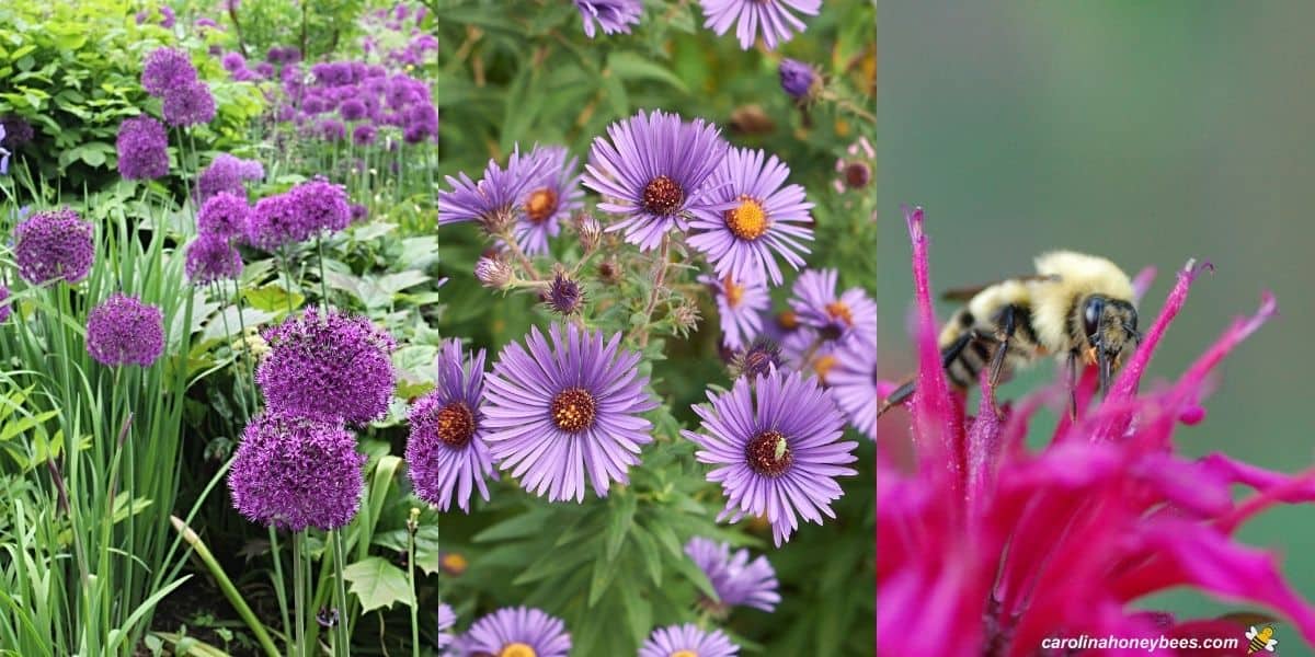 Three drought resistant flowers allium, aster and bee balm.