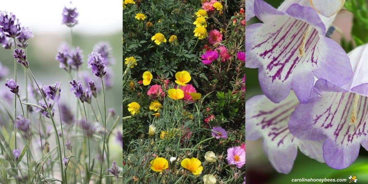 Drought tolerant lavender, purslance and beard tongue flowers.