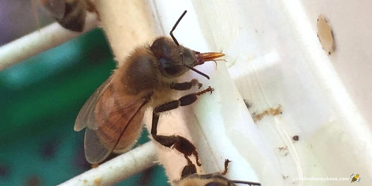 Honey bee feeding at homemade bucket feeder.