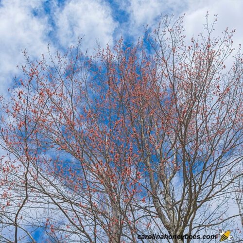 Understanding The Honey Flow Carolina Honeybees