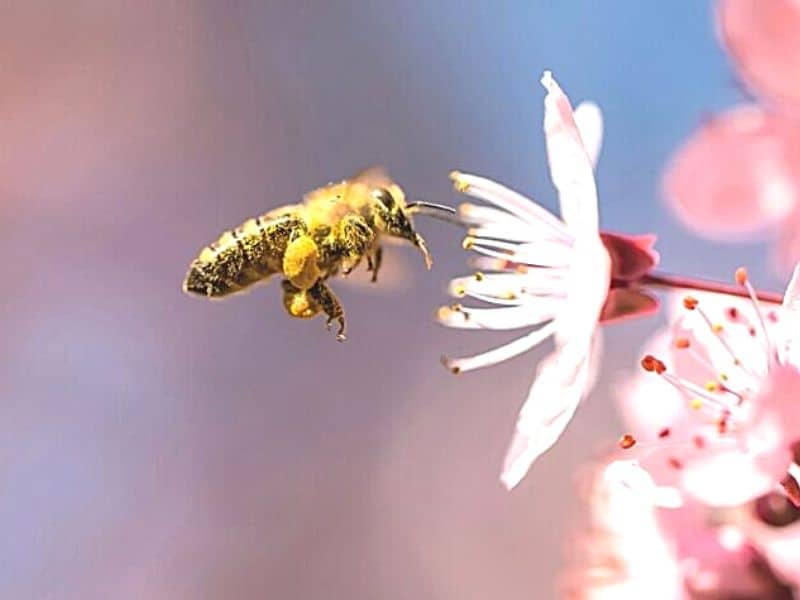 Honey bee covered with pollen flying near flower.