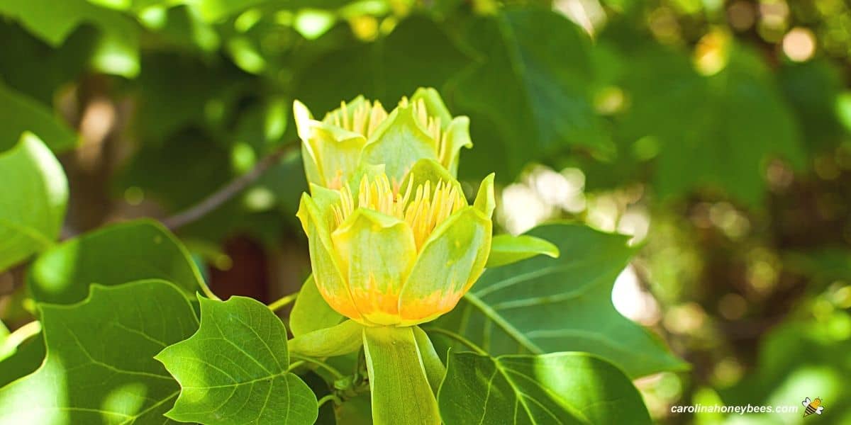 Tulip Poplar tree in bloom during major nectar flow of Spring.