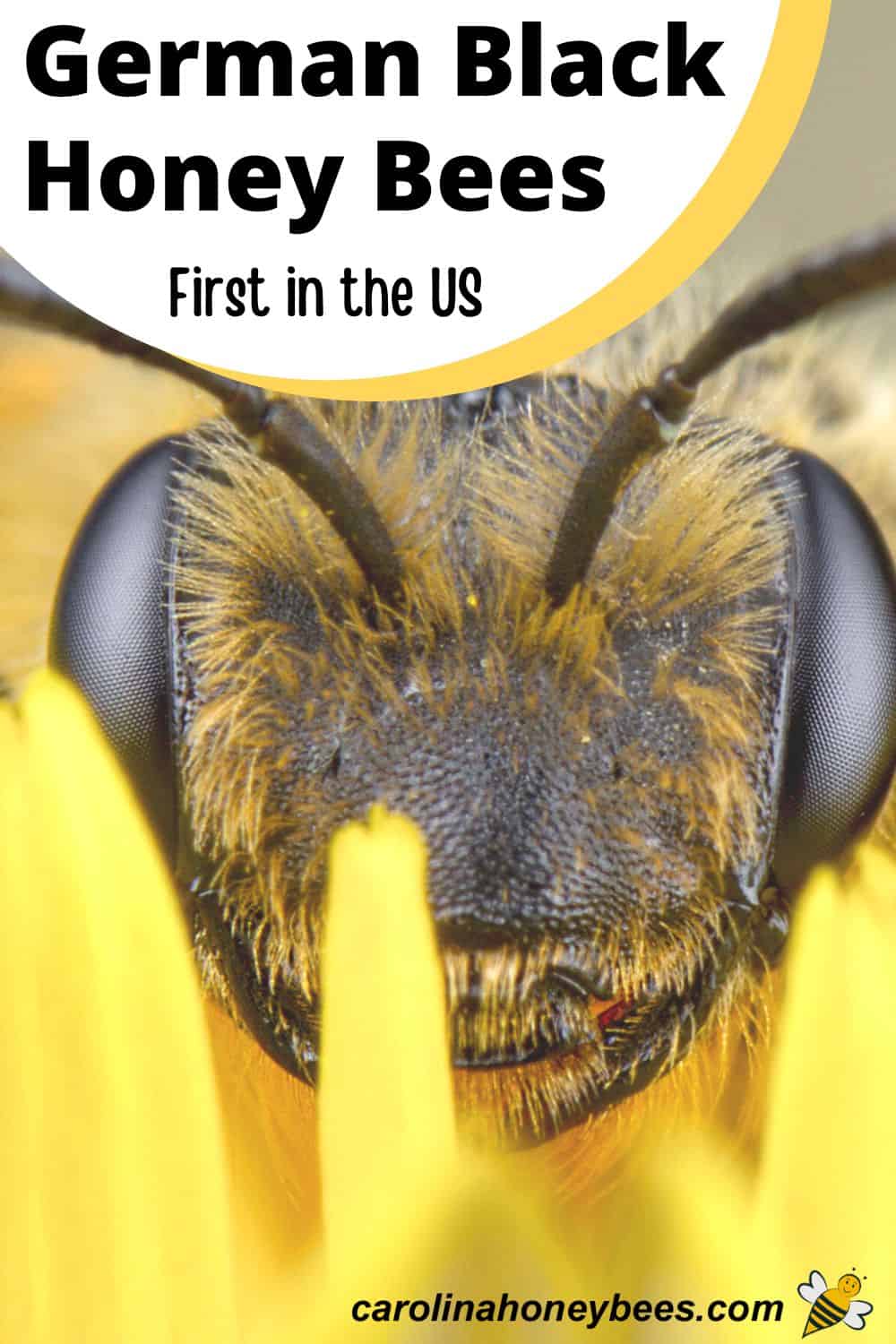 Black Honey Bees in America Carolina Honeybees