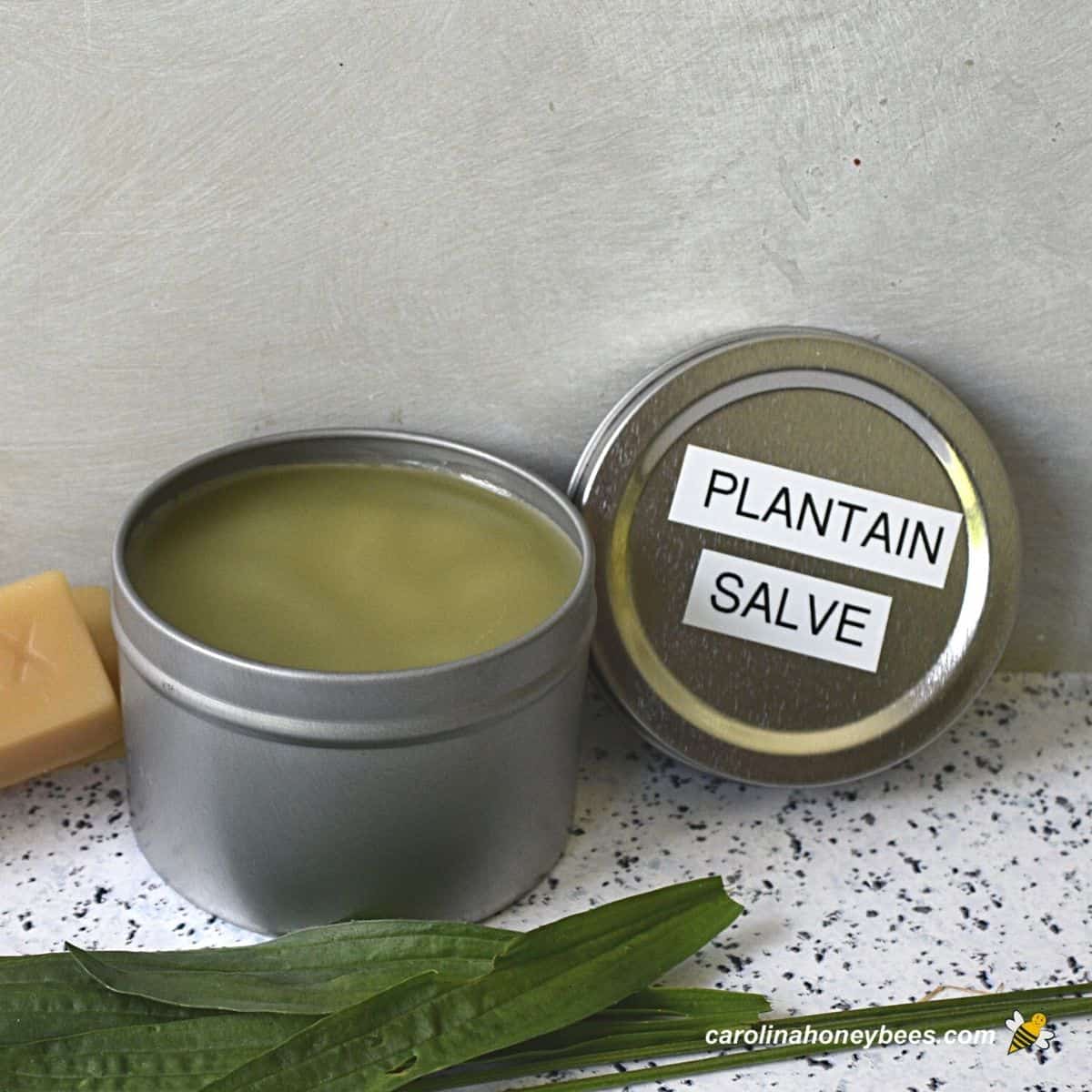 Create Your Personal DIY Plantain Salve