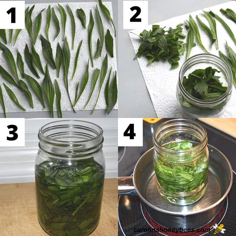 Step by step images of process of infusing plantain leaves in oil.