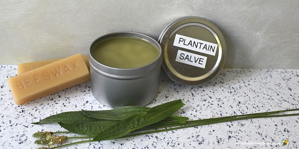 Fresh plantain leaves and a tin of plantain herbal salve.