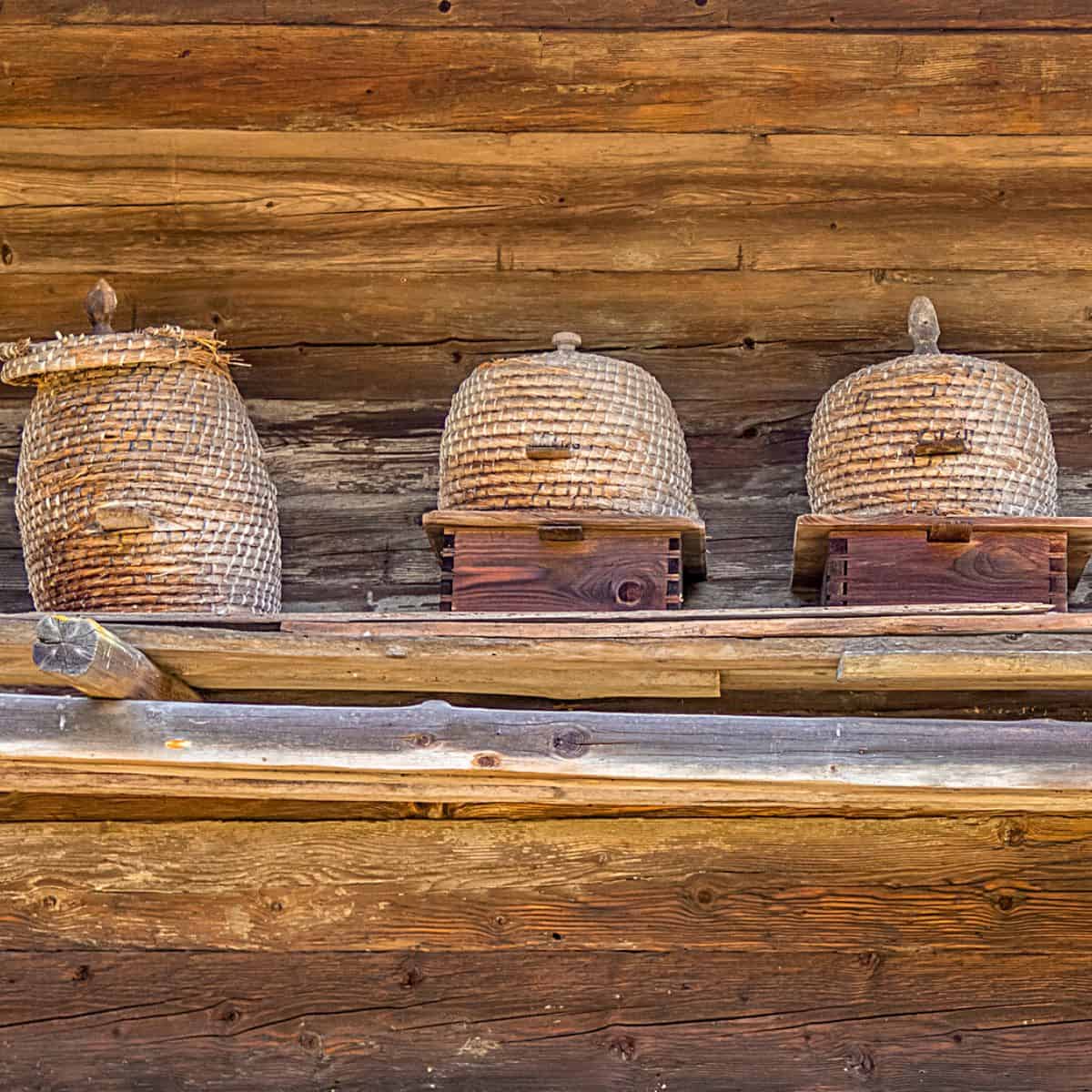 Black Honey Bees in The united states- Carolina Honeybees