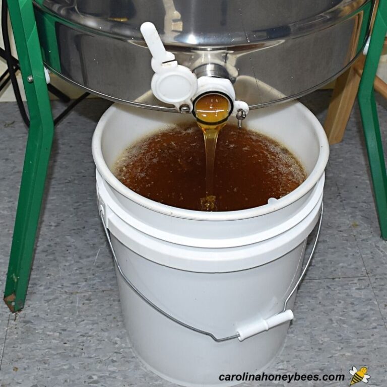 What is a Honey House? Do you Need one? Carolina Honeybees