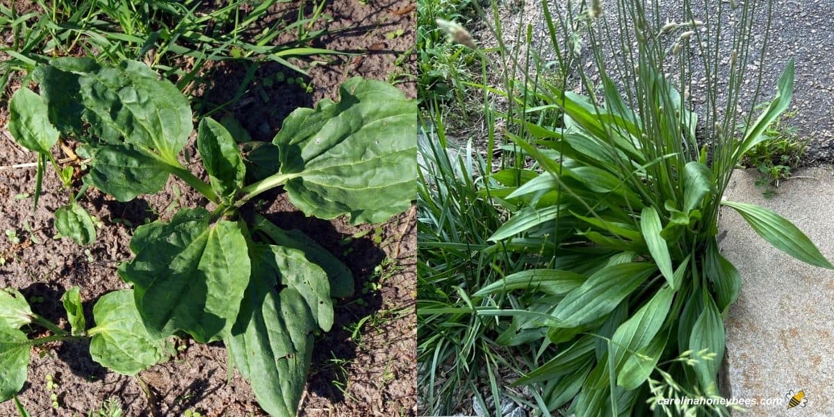 Two varieties of plantain weeds broadleaf and narrow leaf.