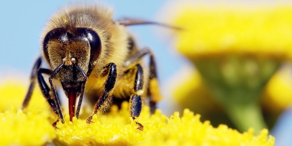 Do Bees Have Teeth? Carolina Honeybees
