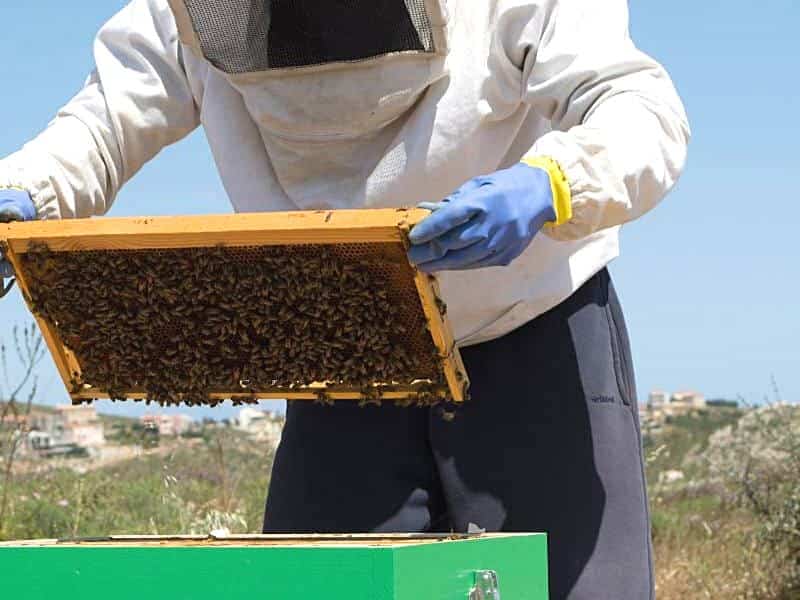 Beekeeper checks hive for disease.