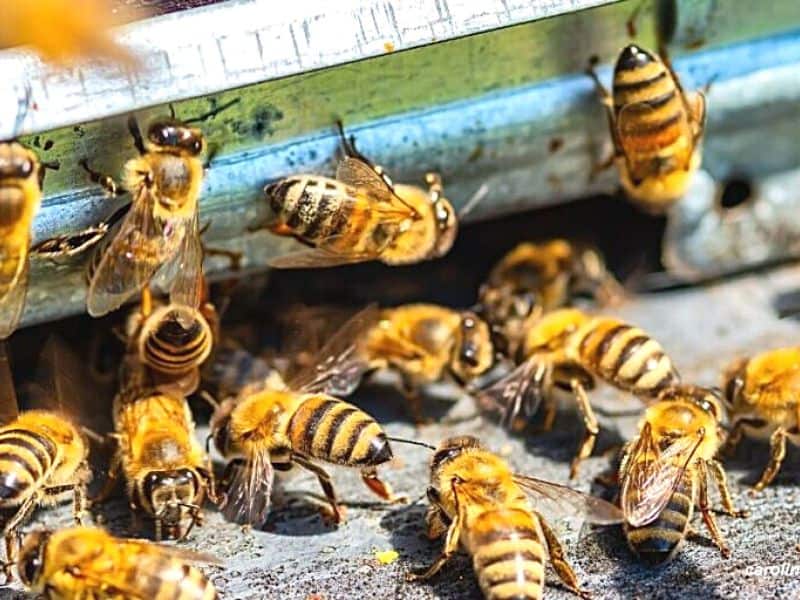 Worker bees guard entrance for colony members using pheromones to check arrivals.