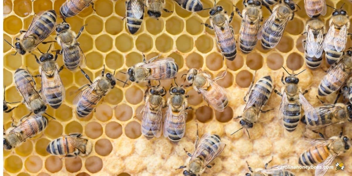 Bee colony communication with nurse bees and brood.