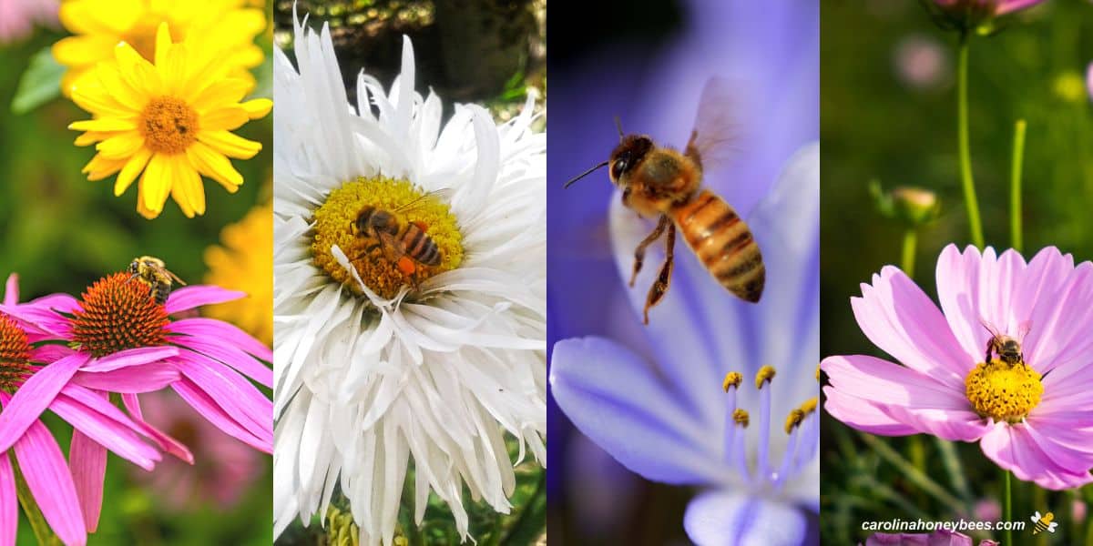 Industrious bees working in the garden.