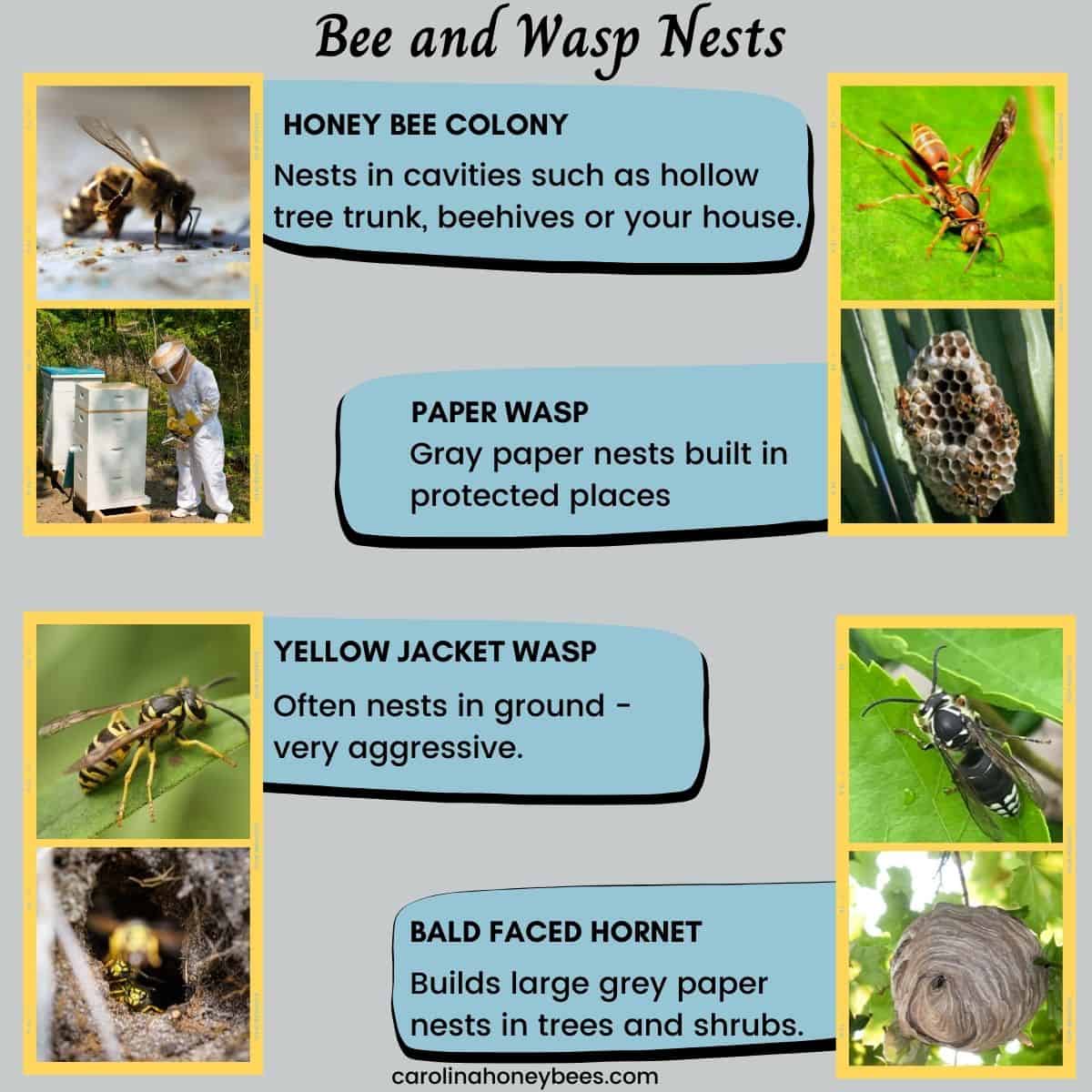 types of wasp nests