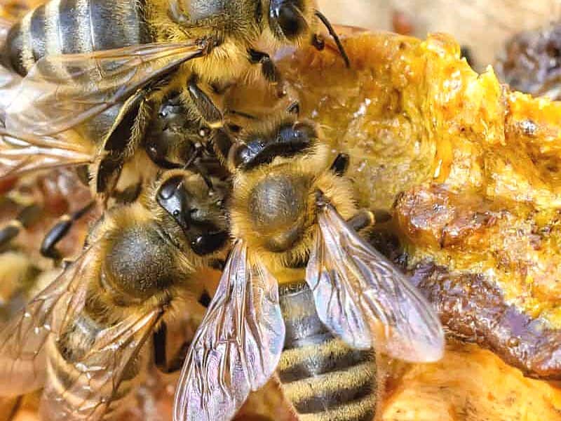 Honey bees use teeth and mandibles to spread propolis in hive.