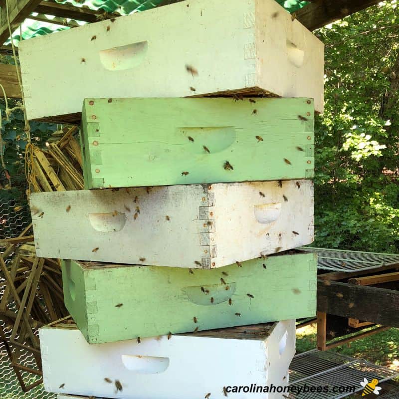 How to Extract Honey Step by Step Carolina Honeybees