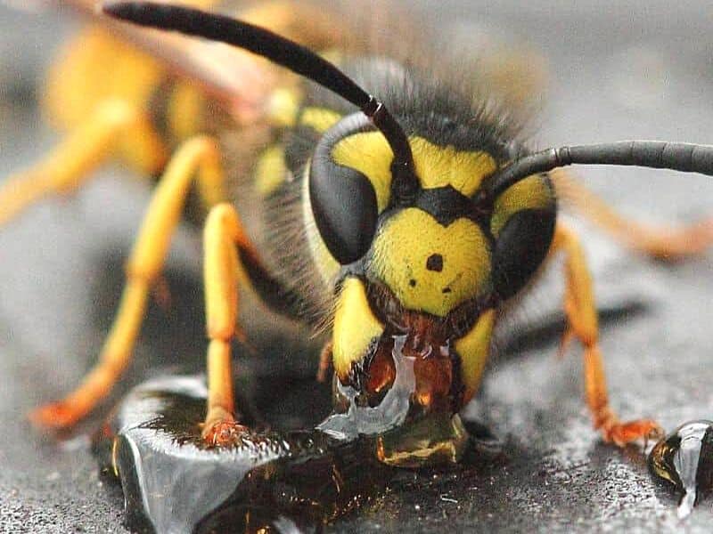 Wasp insect gathering food with mouth parts.