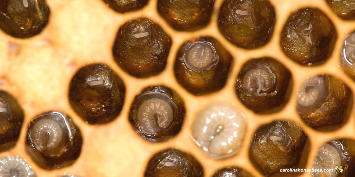 Significance of Bee Larvae in Honey Bee Colonies- Carolina Honeybees