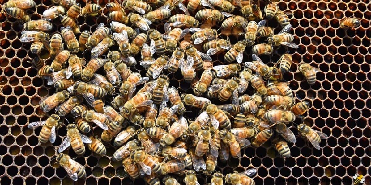 Young nurse bees clean the cells in brood nest of hive.