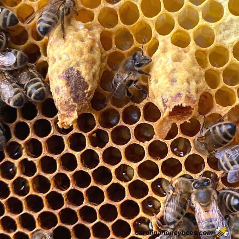 How to Stop Bees from Swarming- Carolina Honeybees