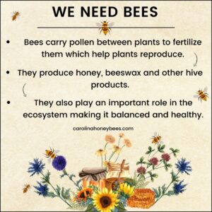 Why Bees Are Important How To Help Save Them Carolina Honeybees