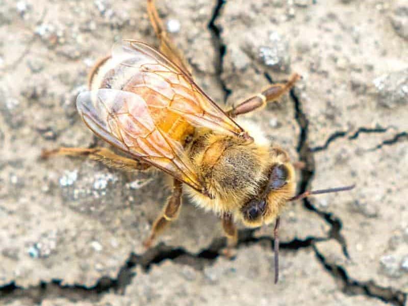 Why Are My Honey Bees On The Ground? - Carolina Honeybees