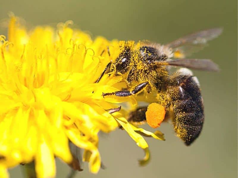 Worker bee collecting pollen from yellow flower.