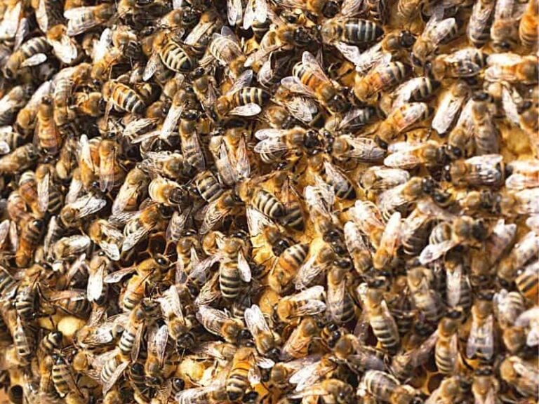Carniolan Honey Bees 101: The Charm of Carnis - Carolina Honeybees