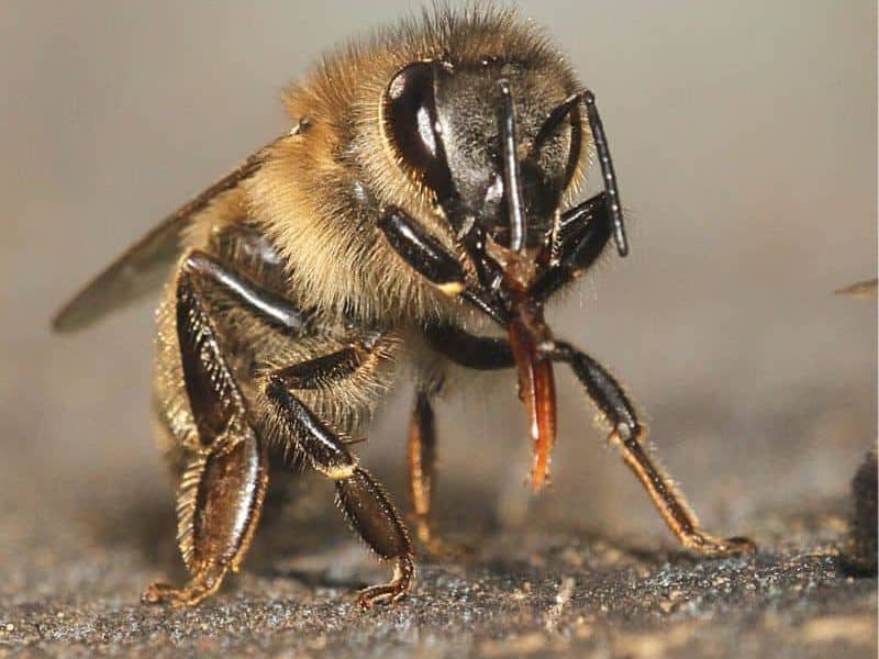 Close up of worker bee cleaning her long tongue.