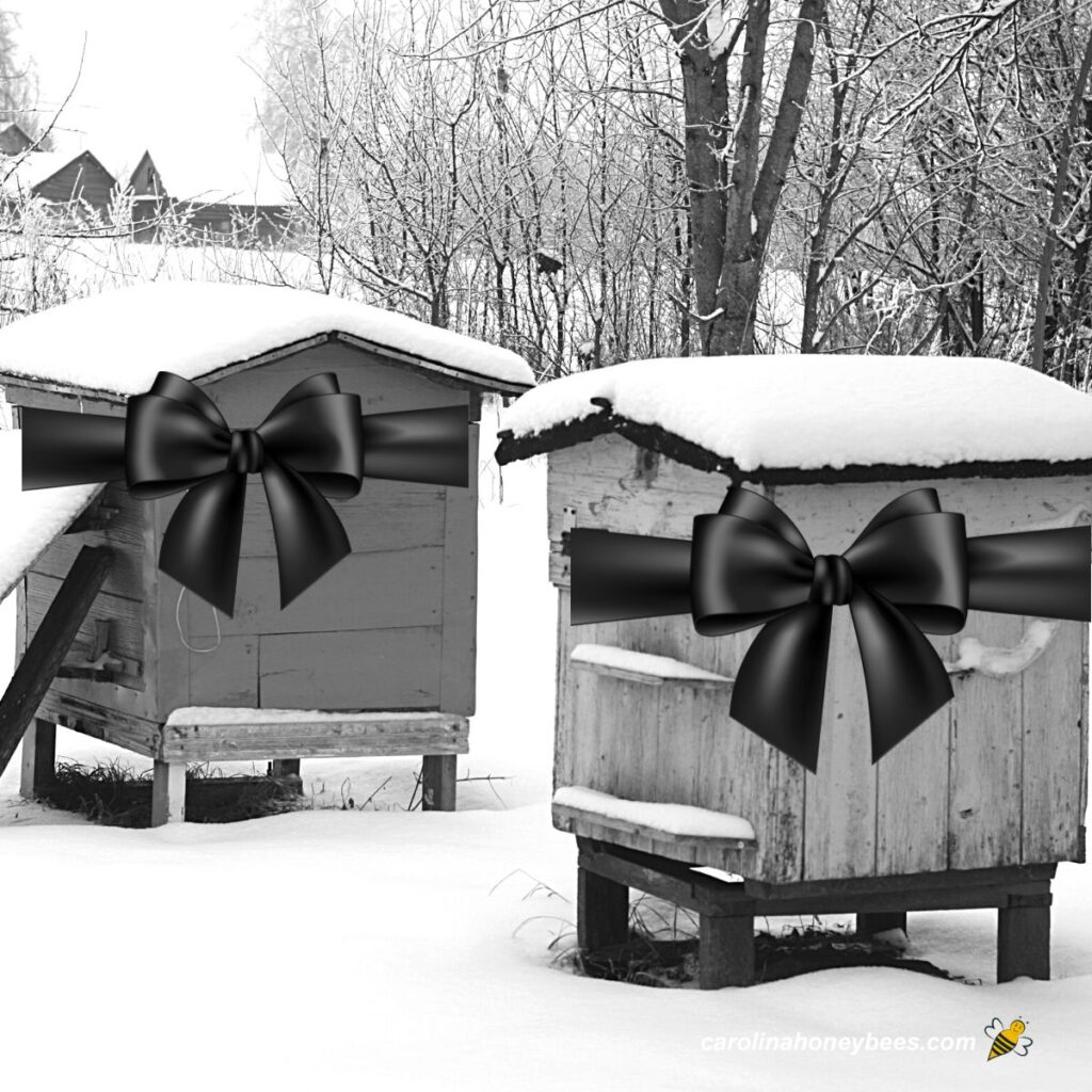 The Fascinating World of Bees - Carolina Honeybees