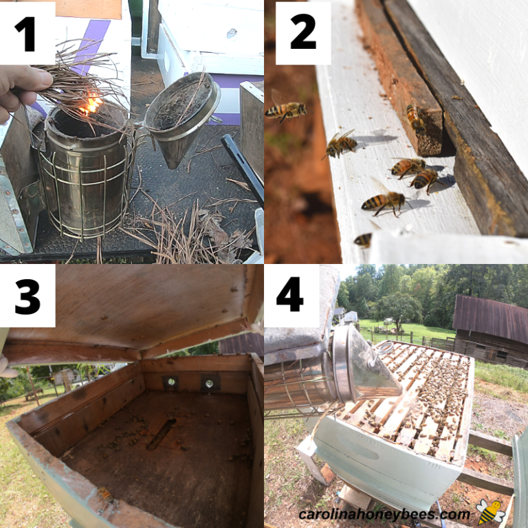 The Beekeeper's Smoker - An Essential Tool - Carolina Honeybees